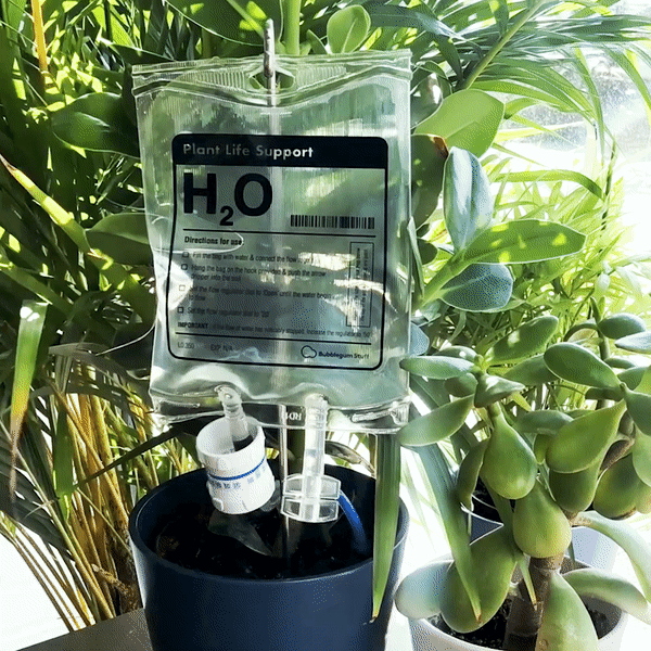 Bubblegum Stuff Plant - Back View