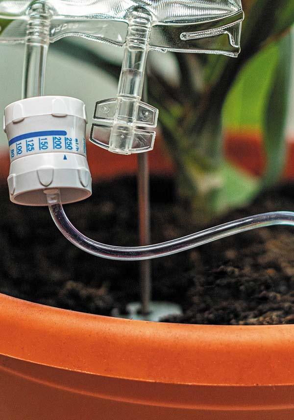 Bubblegum Stuff Plant - Image 5