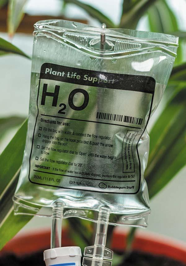 Bubblegum Stuff Plant - Image 6